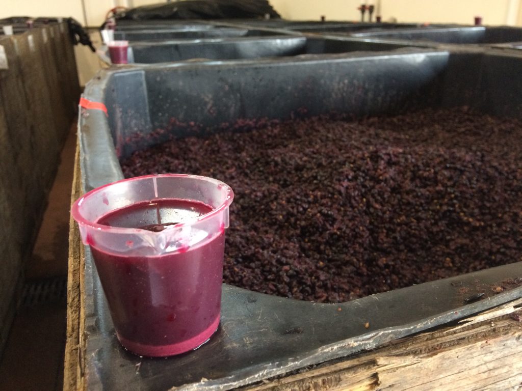 Pinot Noir ferment sample, pulled for analysis during the 2018 harvest