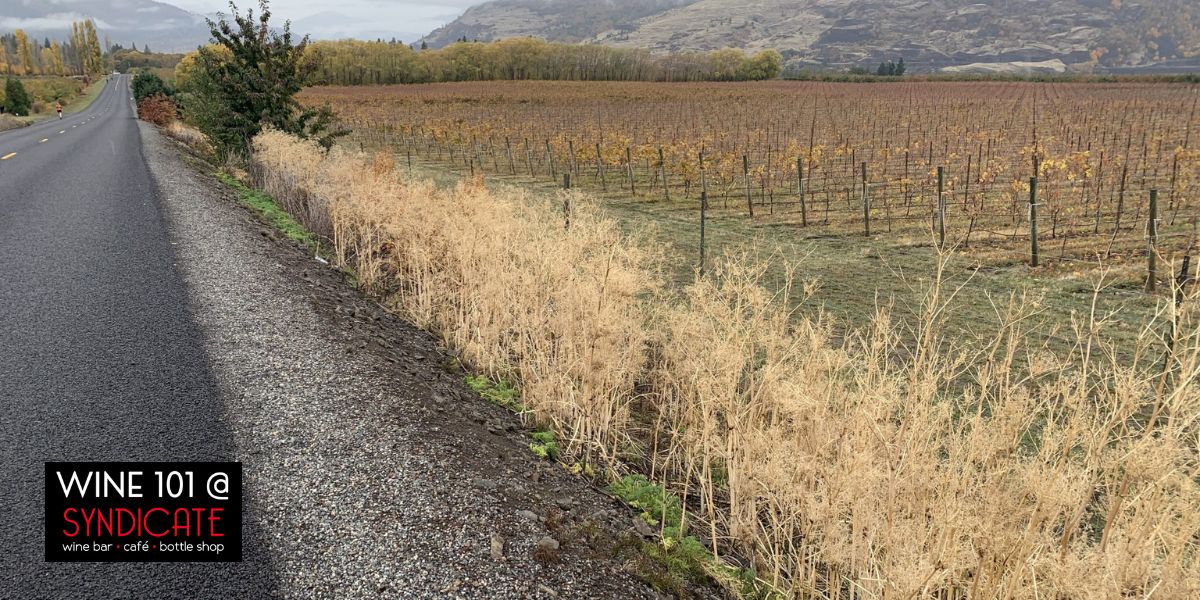 gorgeous old dirt road with the logo wine 101 at syndicate wine bar at the bottom